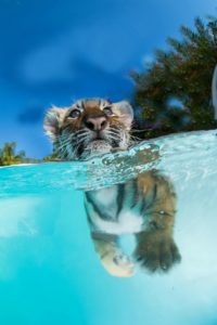 Tiger im Wasser 2.jpg